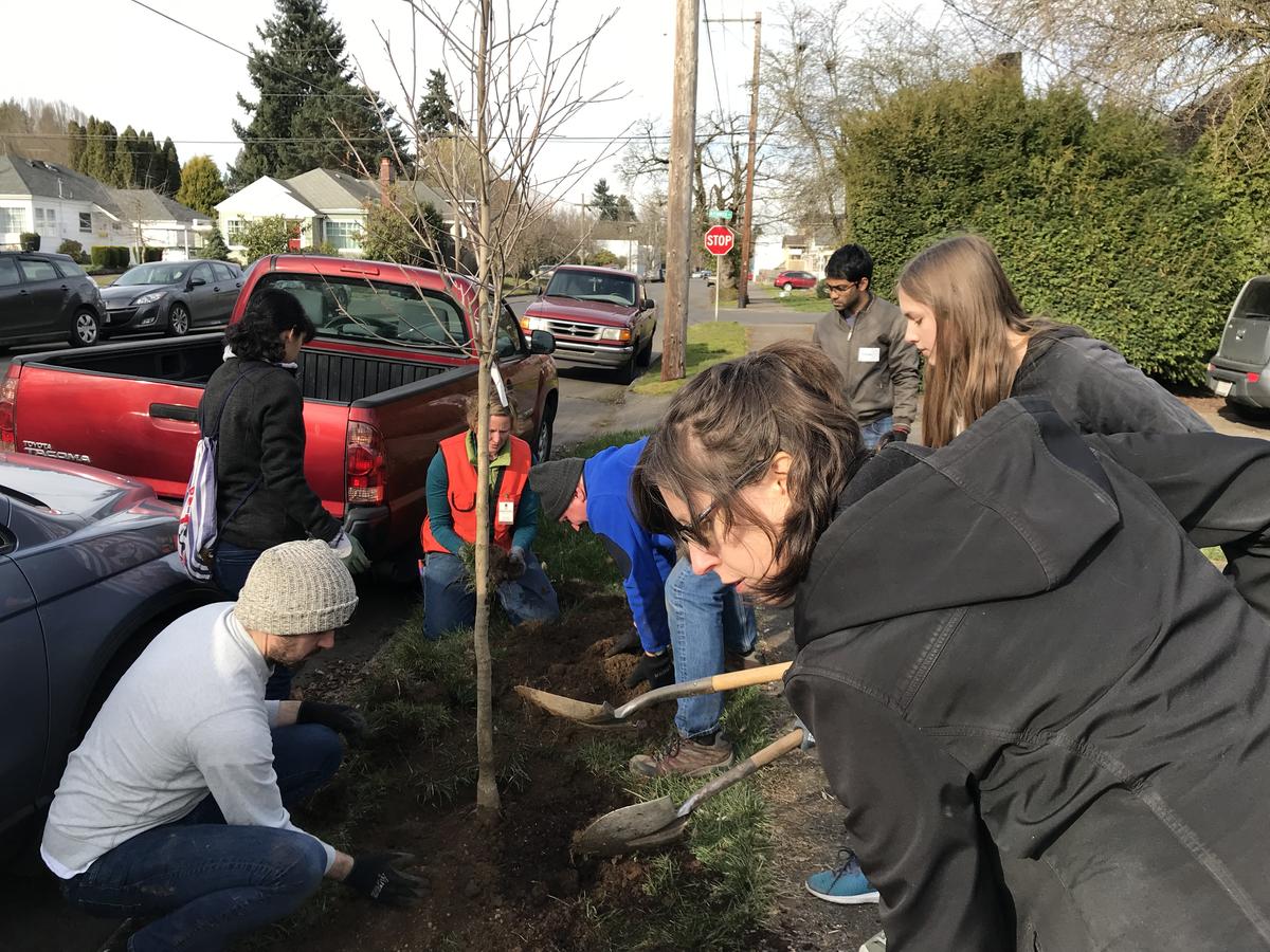 Tree Planting with Friends of Trees
